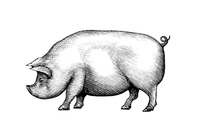 Pig art 2